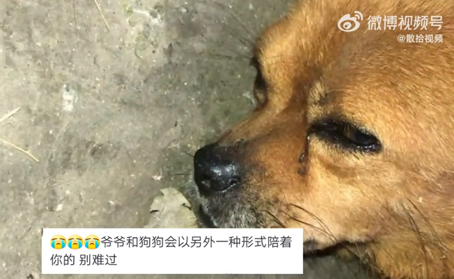 老人家中离世 狗狗不吃不喝守一星期忠诚的守候——狗狗对离世主人的深情缅怀