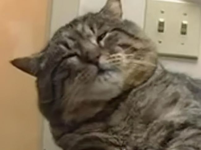把猫送回父母家把猫送回父母家